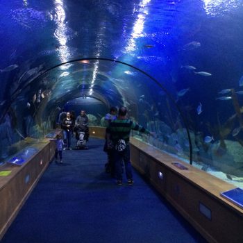 L’oceanographic