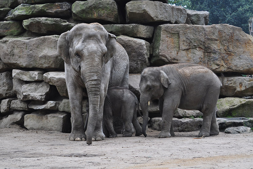 Emmen zoo