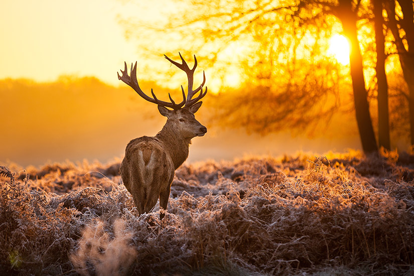 Rotwild auf der Veluwe