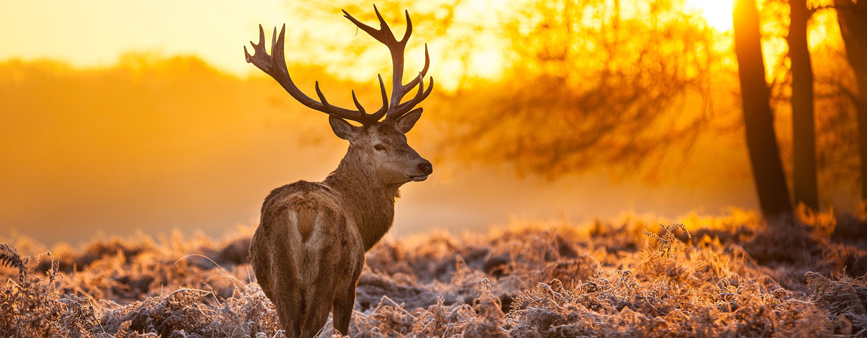 Veluwe (Niederlande): alle Highlights, Aktivitäten & Unterkunfts-Tipps für Urlaub auf der Veluwe
