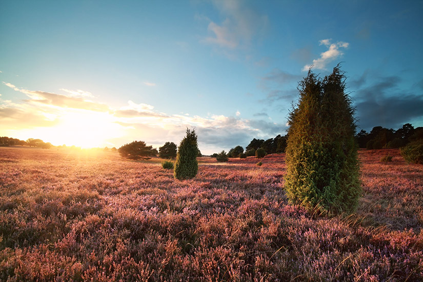 Lüneburger Heide, Niedersachsen