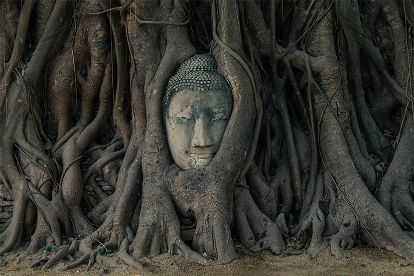 Der Buddha-Kopf im Wat Phra Mahathat