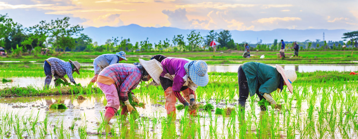 Isaan oder „Isan“: das authentische und traditionelle Thailand