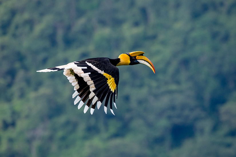 Zweihorn-Nashornvogel, Khao Yai Nationalpark