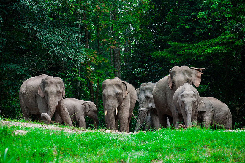 Elefanten im Khao-Yai-Nationalpark